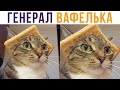 Генерал Вафелька) Приколы с котами | Мемозг #578