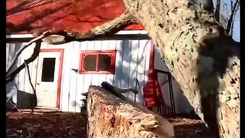 When Nature Shows Its Power | Falling Trees