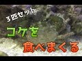 【アクアリウム】このカニの仕事量が半端ない!?(エメラルドグリーンクラブ)