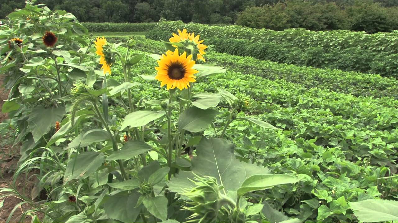 New Jersey's Early Spring Crops 60 sec. YouTube