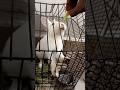 P-ETER RABBI-T🐰#pets#rabbit#peterrabbit#fyp#shorts#1million#ipl#trending#animals#peace #subscribe#1m