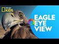 Lipstick Camera and Golden Eagle Insights