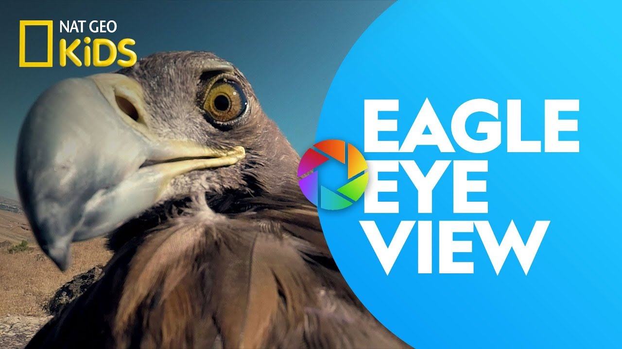 Eagle Eye View  Ready, Set, Zoom! 