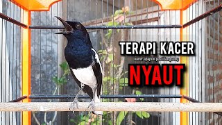 kacer gacor NGEPLONG tarung ini paling ampuh buat PANCINGAN KACER agar EMOSI NYAUT