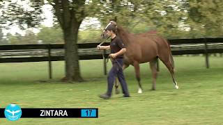 17 - Zintara