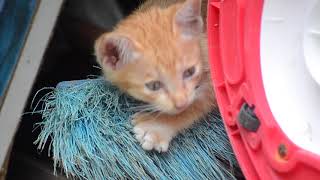 cat video \ Come and enjoy playing with Lodin! Cute kitty!