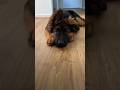 German shepherd Puppy #shorts #viral #trending #dogbreed #dog #germanshepherd #gsd #puppy