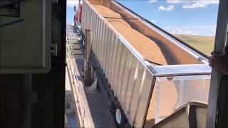 Unloading the Kalyn Siebert Open Top Chip Trailer