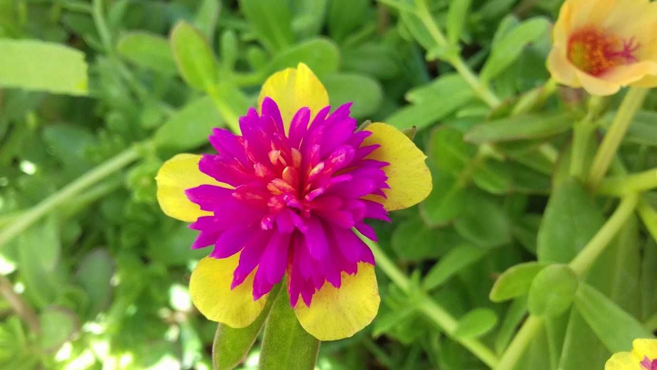 Amazing Flower Mossrose Portulaca