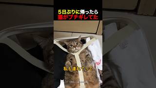 ５日ぶりに帰ったら猫がブチギレてた