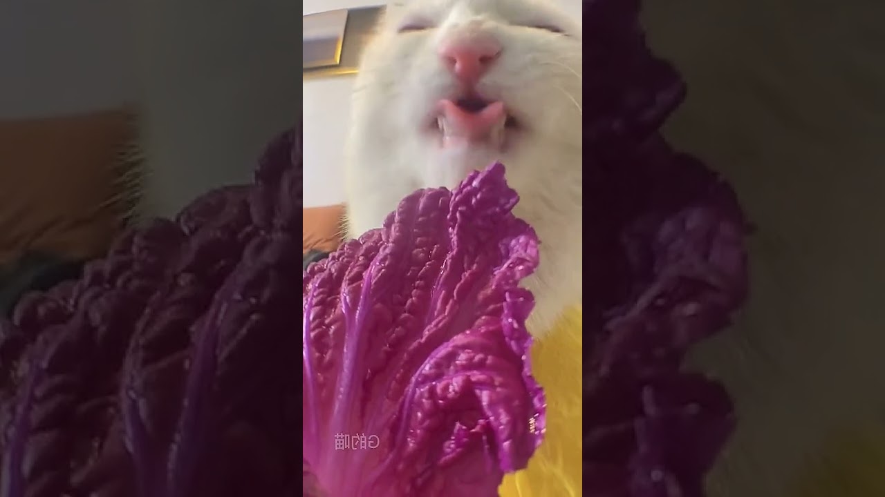 Mind-Blowing Cat's Culinary Adventure! 🐱🍽️ 