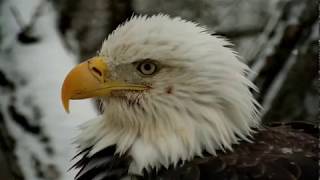 Decorah Eagles 2-12-19, 11 am Nest action, area tour