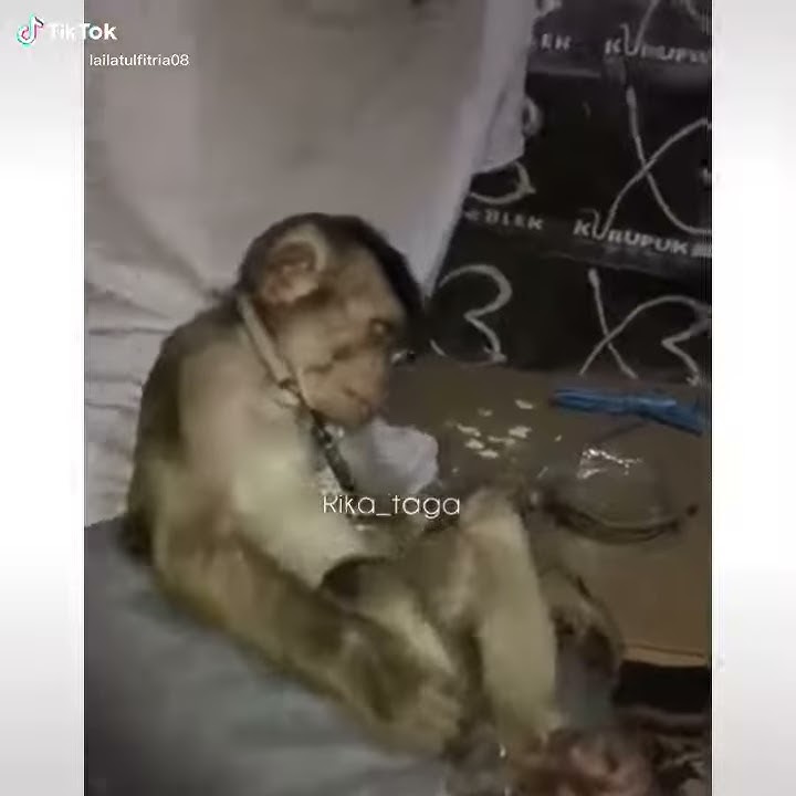 Tik tok viral monyet lagi tidur di kagetin langsung bingung wkwkwk