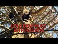 UTAH BEAR HUNTING WITH HOUNDS! SUMMER 2025