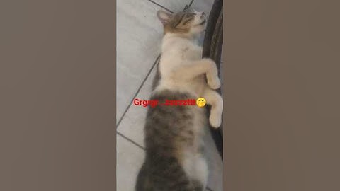kucing tidur nyenyak sampai ngorok 🤭 #kucing #fyp #shorts #short