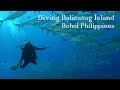 Diving Balicasag Island, Panglao, Philippines