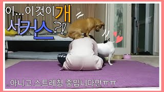 강아지 2견조 서커스단