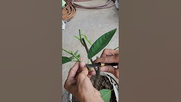 Ghép na sầu riêng tại nhà | Grafting DIY #28