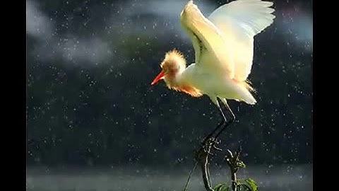 أجمل تلاوة للشيخ محمد أيوب رحمه الله (سورة الكهف)
