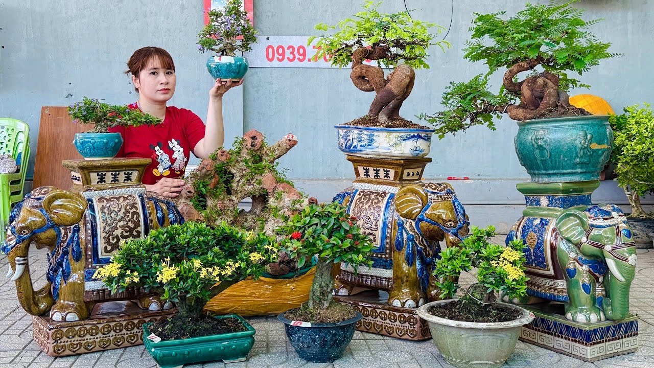 Đôn Voi, Bằng Lăng, Linh Sam, Mai Thủy, Me Quái, Hoa Mẫu Đơn (chào bán 3/3) Thúy An