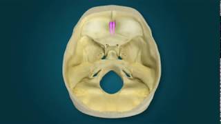 Part 1 Of 14 - Cn I Olfactory Nerve Pathways Narrated By Dr. Carmine Clemente