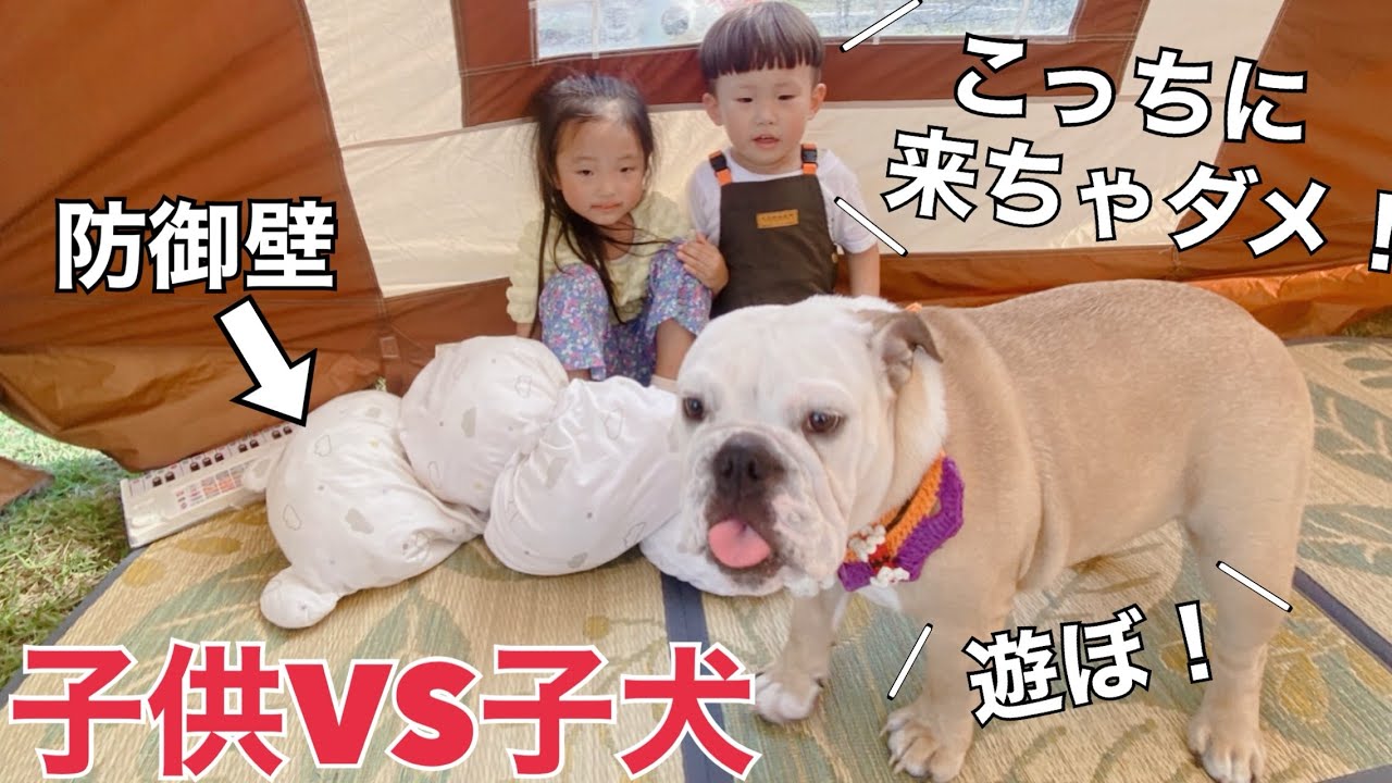 ブルドッグの赤ちゃんにビビる子供たち⸝⸝⸝.ᐟ‪.ᐟ果たしてキャンプで仲良くなれるのか？【野口オートキャンプ場】【犬と子供とキャンプ】