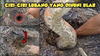 Cara Menangkap Ular Dalam Tanah Hanya Menggunakan Alat Seadanya
