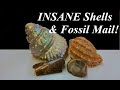 Cleaning Phenomenal Seashells and "Pearling" Top Shells, Plus Amazing Fossil Mail Time!