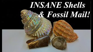 Cleaning Phenomenal Seashells and 'Pearling' Top Shells, Plus Amazing Fossil Mail Time!