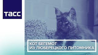 Кот Бегемот из люберецкого питомника Кот Бегемот из люберецкого питомника
