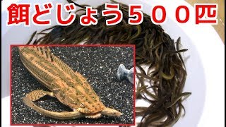 どじょう５００匹を肉食魚の餌に買ってきた！