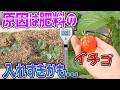 イチゴの生育が悪い原因は肥料の入れすぎかもしれません【ECメーター】