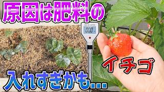 イチゴの生育が悪い原因は肥料の入れすぎかもしれません【ECメーター】