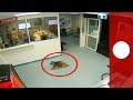 CCTV footage: Koala strolls into hospital's emergency department, Australia