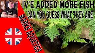 Huge Paludarium Gets more Amazing Fish.