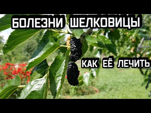 Видео: Почему шелковичные черви едят только листья тутового дерева?