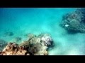 Anini beach snorkeling  goatfish