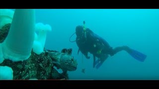 metridium fields dive