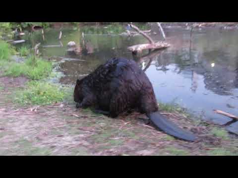 Amazing Up Close Visit with 4 Wild Beavers ...Curious Momma Beaver Smells my Shoe and a Camera Case