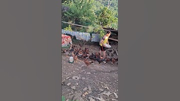 cho gà ăn. pub qaib