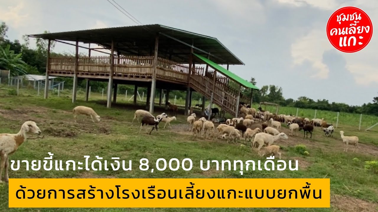 ขายขี้แกะได้ 8,000 บาททุกเดือน ด้วยการสร้างโรงเรือนเลี้ยงแกะแบบยกพื้น @ชุมชนคนเลี้ยงแกะ