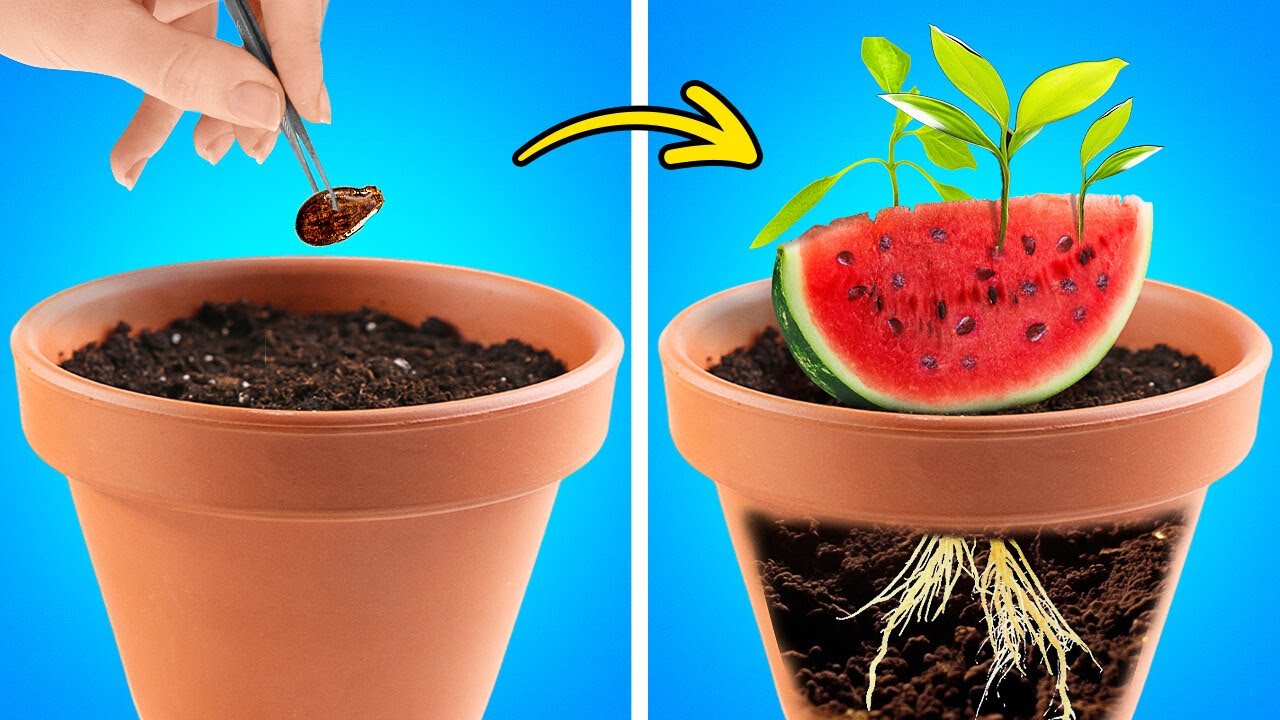 Watermelon Gardening   And Satisfying Cut And Peel Hacks