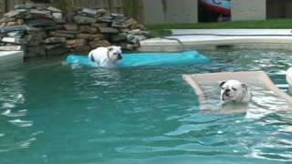 Beans  The swimming bulldog!