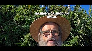 IRANIAN x CAMBODIAN - NOT A SPECK OF POWDERY MILDEW!!! - 10/8/26