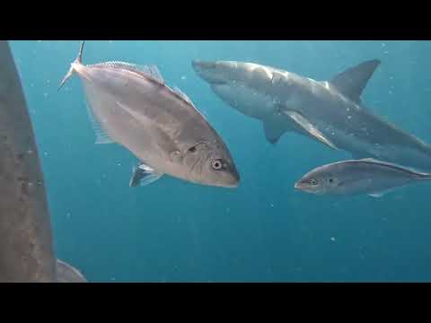 Shark cage diving - 9th June 2025