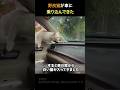 野良猫が車に乗り込んできた