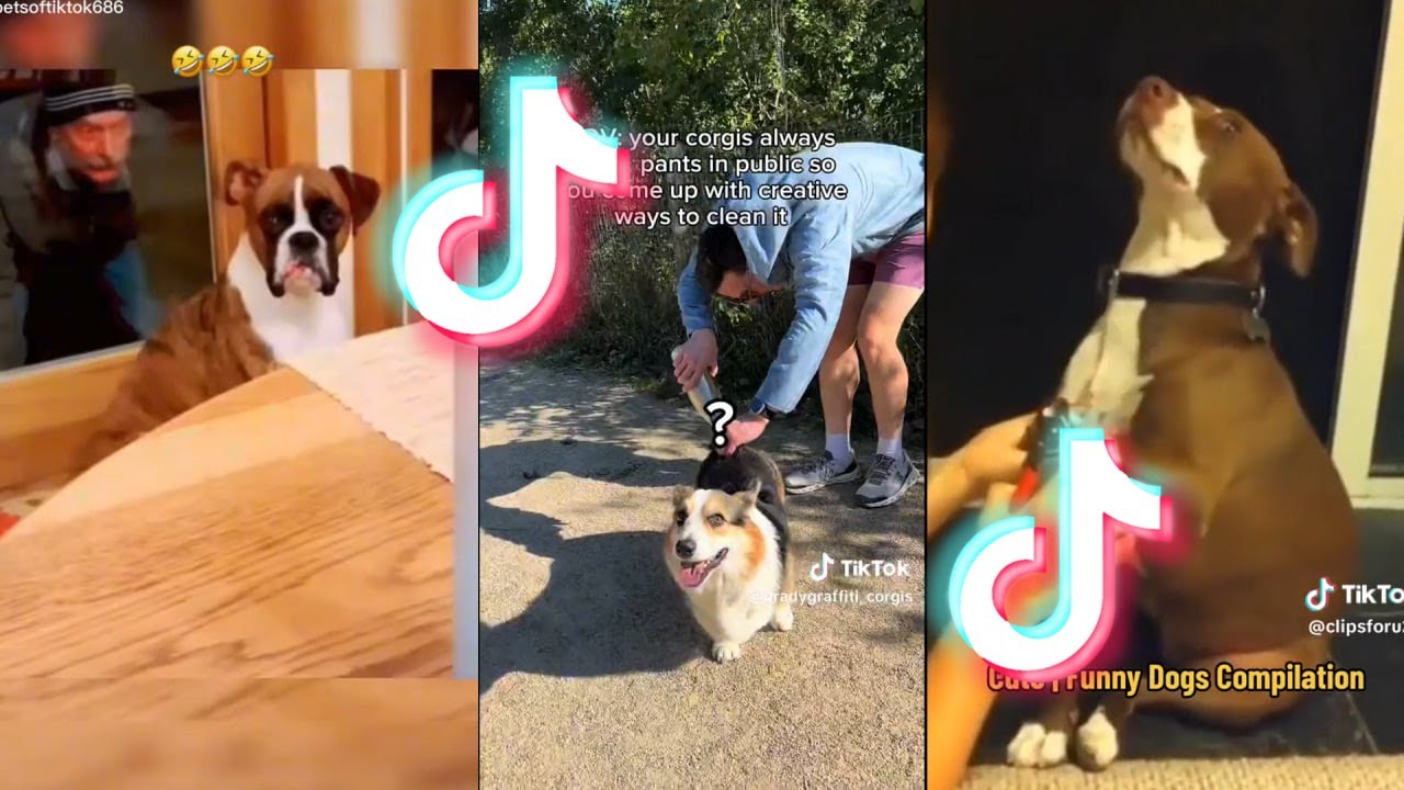 dogs-do-funny-things-the-best-of-september-2023-8-youtube