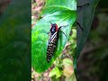 Cicada #insectworld #insect #cicada