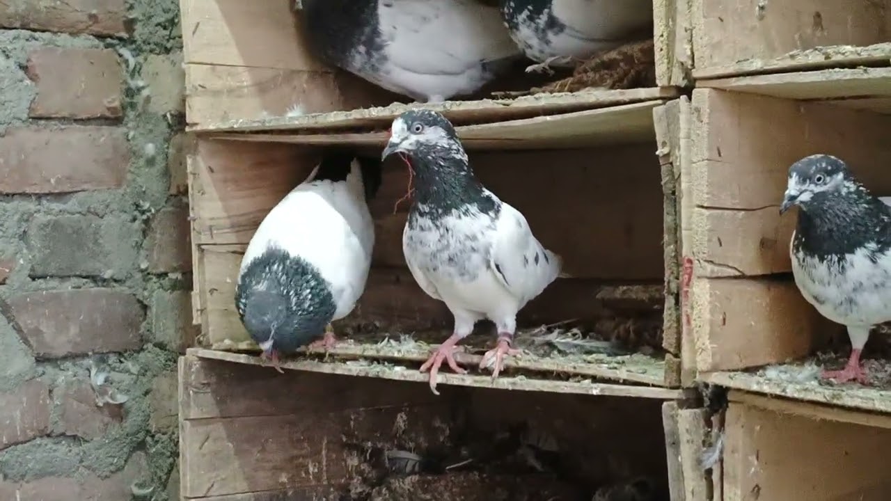 my pigeons breeding room and loft