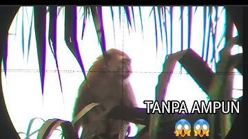 HEADSHOT MONYET NAKAL YANG MERRSAHKAN PETANI KARET